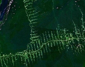Déforestation importée