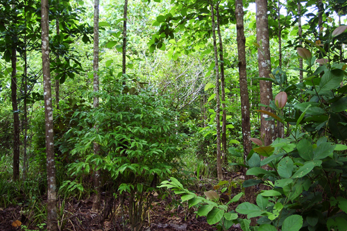 Forêt