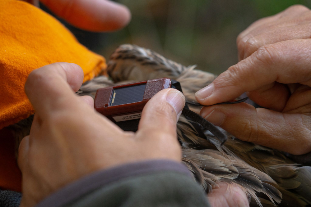 Pose balise GPS sur Oedicneme Criard